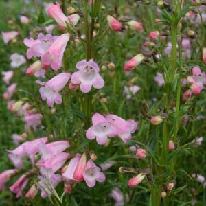 Penstemon 'Apple Blossom' ---